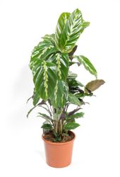 Calathea-louisaeMauiQueen--1--Calathea-louisae--Maui-Queen-im-17cm-Topf--Korbmarante--Hoehe-ca--50cm.jpg Calathea-louisaeMauiQueen--1--Calathea-louisae--Maui-Queen-im-17cm-Topf--Korbmarante--Hoehe-ca--50cm.jpg