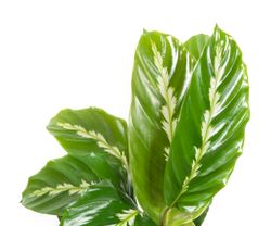 Calathea-louisaeMauiQueen--2--Calathea-louisae--Maui-Queen-im-17cm-Topf--Korbmarante--Hoehe-ca--50cm.jpg Calathea-louisaeMauiQueen--2--Calathea-louisae--Maui-Queen-im-17cm-Topf--Korbmarante--Hoehe-ca--50cm.jpg