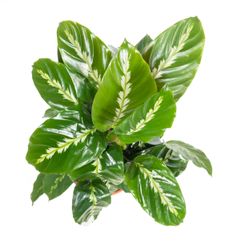 Calathea-louisaeMauiQueen--3--Calathea-louisae--Maui-Queen-im-17cm-Topf--Korbmarante--Hoehe-ca--50cm.jpg Calathea-louisaeMauiQueen--3--Calathea-louisae--Maui-Queen-im-17cm-Topf--Korbmarante--Hoehe-ca--50cm.jpg