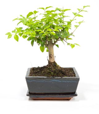 Bonsai Ligustrum, im 8x15cm Keramiktopf, Chinesischer Liguster, Höhe ca. 20cm