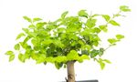 BonsaiLigusterKugel--2--Bonsai-Ligustrum--im-Keramiktopf--8x15cm--Chinesischer-Liguster--Hoehe-ca--20cm.jpg