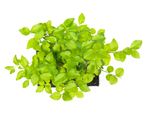 BonsaiLigusterKugel--3--Bonsai-Ligustrum--im-Keramiktopf--8x15cm--Chinesischer-Liguster--Hoehe-ca--20cm.jpg