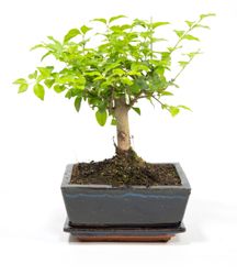 BonsaiLigusterKugel--1--Bonsai-Ligustrum--im-Keramiktopf--8x15cm--Chinesischer-Liguster--Hoehe-ca--20cm.jpg BonsaiLigusterKugel--1--Bonsai-Ligustrum--im-Keramiktopf--8x15cm--Chinesischer-Liguster--Hoehe-ca--20cm.jpg
