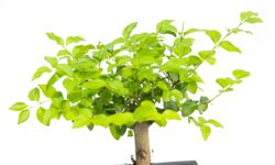 BonsaiLigusterKugel--2--Bonsai-Ligustrum--im-Keramiktopf--8x15cm--Chinesischer-Liguster--Hoehe-ca--20cm.jpg BonsaiLigusterKugel--2--Bonsai-Ligustrum--im-Keramiktopf--8x15cm--Chinesischer-Liguster--Hoehe-ca--20cm.jpg