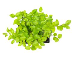 BonsaiLigusterKugel--3--Bonsai-Ligustrum--im-Keramiktopf--8x15cm--Chinesischer-Liguster--Hoehe-ca--20cm.jpg BonsaiLigusterKugel--3--Bonsai-Ligustrum--im-Keramiktopf--8x15cm--Chinesischer-Liguster--Hoehe-ca--20cm.jpg
