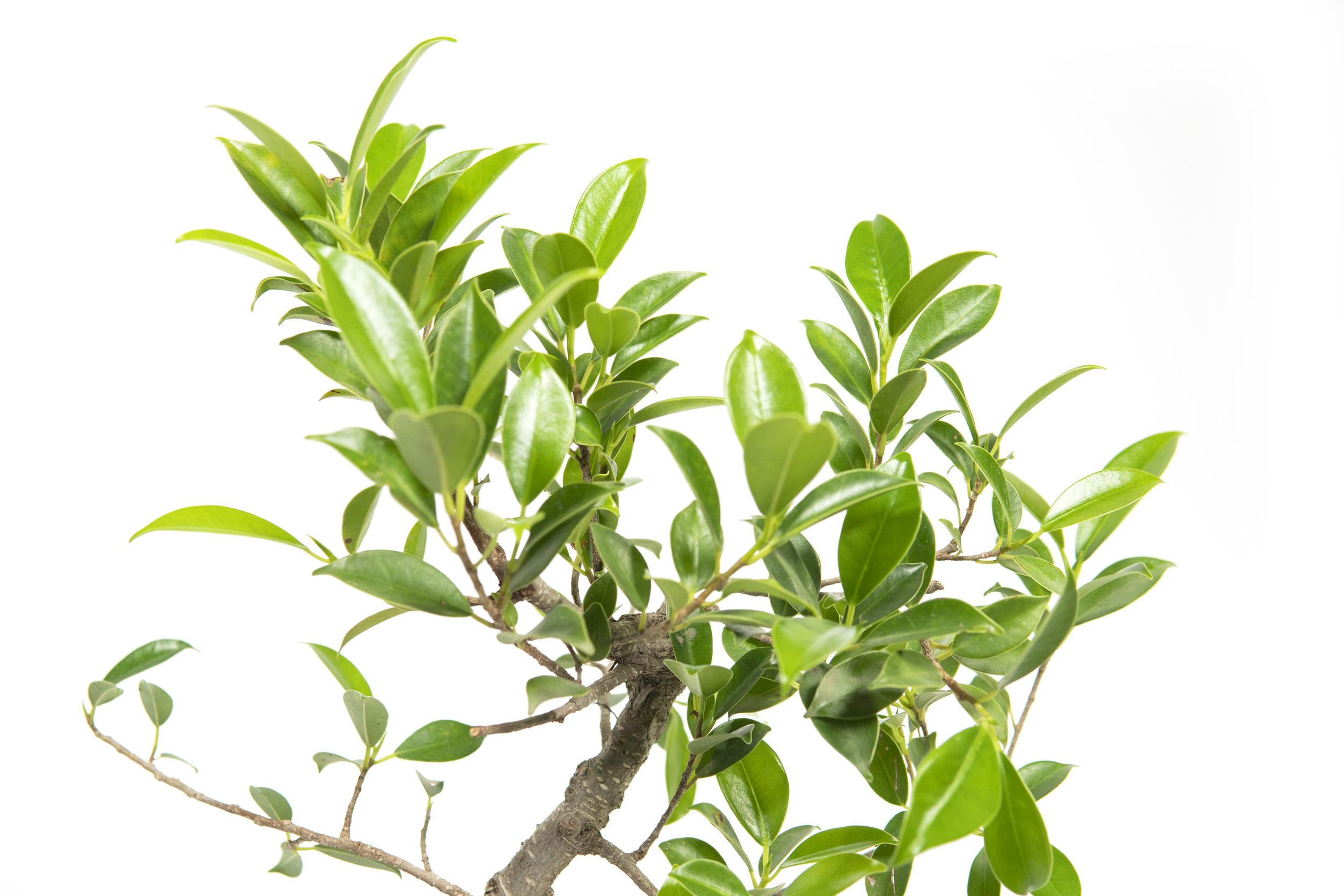 kokedama bonsai Kokedama (苔玉) Workshop – ARIUM BOTANICALS main image 1