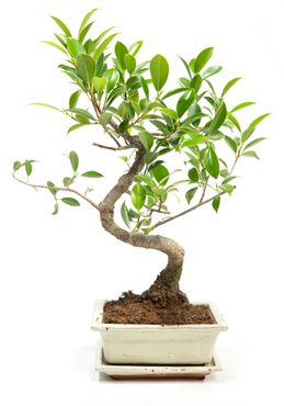 Bonsai Ficus retusa S-Form, im 8x15cm Keramiktopf, Birkenfeige, Höhe ca. 25cm