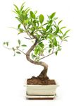 BonsaiFicus-S-form--1--Bonsai-Ficus-benjamina--S-Form--im-Keramiktopf--8x15cm--Birkenfeige--Hoehe-ca--30cm.jpg