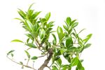 BonsaiFicus-S-form--2--Bonsai-Ficus-benjamina--S-Form--im-Keramiktopf--8x15cm--Birkenfeige--Hoehe-ca--30cm.jpg