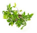 BonsaiFicus-S-form--3--Bonsai-Ficus-benjamina--S-Form--im-Keramiktopf--8x15cm--Birkenfeige--Hoehe-ca--30cm.jpg