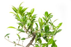 BonsaiFicus-S-form--2--Bonsai-Ficus-benjamina--S-Form--im-Keramiktopf--8x15cm--Birkenfeige--Hoehe-ca--30cm.jpg BonsaiFicus-S-form--2--Bonsai-Ficus-benjamina--S-Form--im-Keramiktopf--8x15cm--Birkenfeige--Hoehe-ca--30cm.jpg