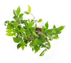 BonsaiFicus-S-form--3--Bonsai-Ficus-benjamina--S-Form--im-Keramiktopf--8x15cm--Birkenfeige--Hoehe-ca--30cm.jpg BonsaiFicus-S-form--3--Bonsai-Ficus-benjamina--S-Form--im-Keramiktopf--8x15cm--Birkenfeige--Hoehe-ca--30cm.jpg