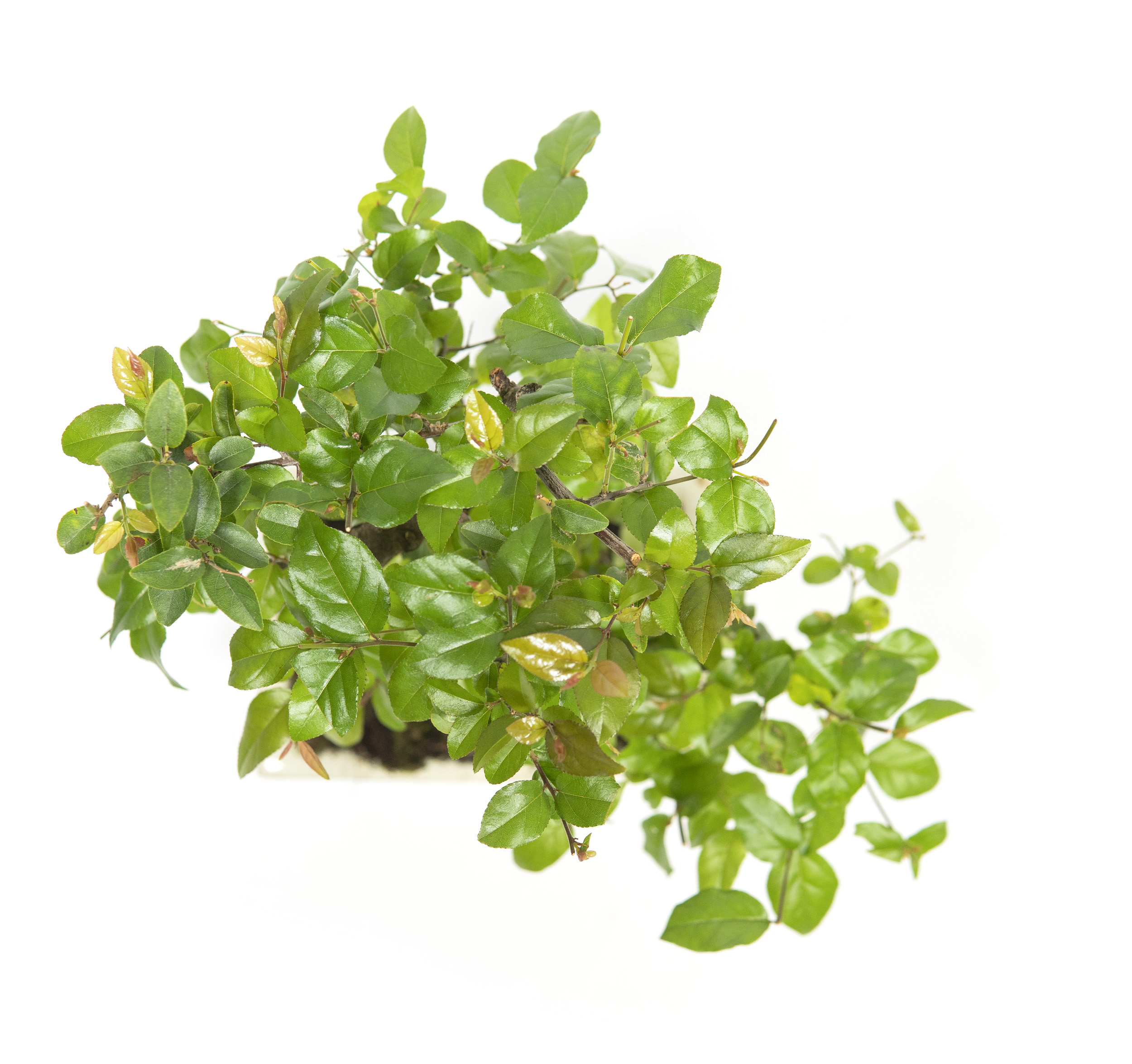 bonsai ficus ginseng potatura 25 Year Old Ginseng Ficus Specimen Bonsai Tree main image 1