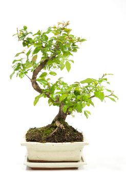Bonsai Sageretia thea S-Form, im 8x15cm Keramiktopf, Sageretie, Höhe ca. 25cm