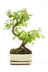 BonsaiSagerethiaS-form--1--Bonsai-Sageretia-thea--in-Keramikschale--8x15cm--Sageretie--S-Form--Hoehe-ca--25cm.jpg