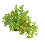 BonsaiSagerethiaS-form--3--Bonsai-Sageretia-thea--in-Keramikschale--8x15cm--Sageretie--S-Form--Hoehe-ca--25cm.jpg