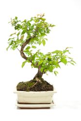BonsaiSagerethiaS-form--1--Bonsai-Sageretia-thea--in-Keramikschale--8x15cm--Sageretie--S-Form--Hoehe-ca--25cm.jpg BonsaiSagerethiaS-form--1--Bonsai-Sageretia-thea--in-Keramikschale--8x15cm--Sageretie--S-Form--Hoehe-ca--25cm.jpg