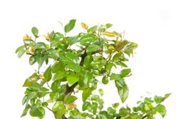 BonsaiSagerethiaS-form--2--Bonsai-Sageretia-thea--in-Keramikschale--8x15cm--Sageretie--S-Form--Hoehe-ca--25cm.jpg BonsaiSagerethiaS-form--2--Bonsai-Sageretia-thea--in-Keramikschale--8x15cm--Sageretie--S-Form--Hoehe-ca--25cm.jpg