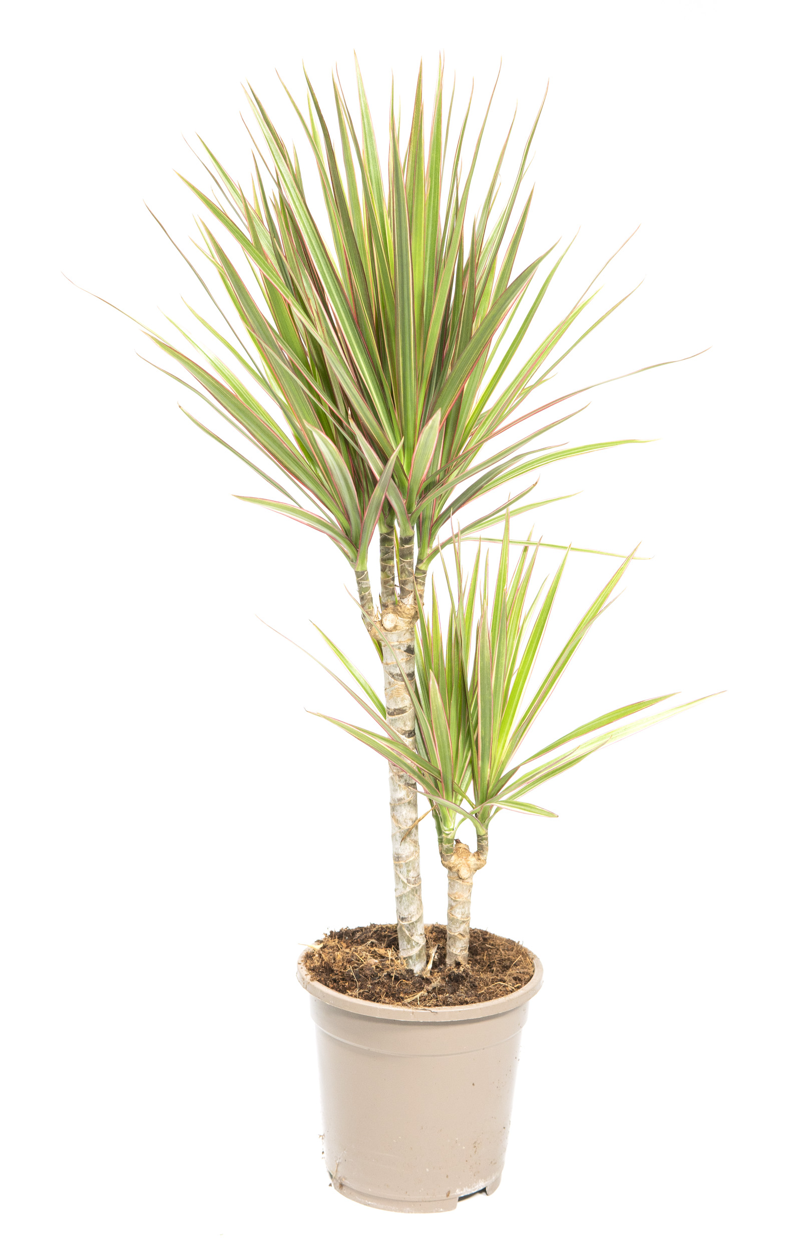 Dracaena marginata Bicolor, im 17cm Topf, Drachenbaum, Hhe ca. 60cm |  meingartencenter24.de - Garten Online Shop & Weber Grill Store