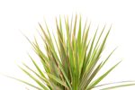 DracaenaBicolor--2--Dracaena-marginata-Bicolor--im-17cm-Topf--Drachenbaum--Hoehe-ca--60cm.jpg