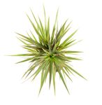 DracaenaBicolor--3--Dracaena-marginata-Bicolor--im-17cm-Topf--Drachenbaum--Hoehe-ca--60cm.jpg