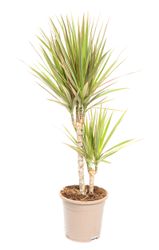 DracaenaBicolor--1--Dracaena-marginata-Bicolor--im-17cm-Topf--Drachenbaum--Hoehe-ca--60cm.jpg DracaenaBicolor--1--Dracaena-marginata-Bicolor--im-17cm-Topf--Drachenbaum--Hoehe-ca--60cm.jpg