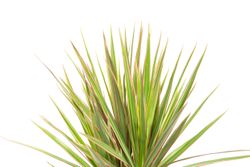 DracaenaBicolor--2--Dracaena-marginata-Bicolor--im-17cm-Topf--Drachenbaum--Hoehe-ca--60cm.jpg DracaenaBicolor--2--Dracaena-marginata-Bicolor--im-17cm-Topf--Drachenbaum--Hoehe-ca--60cm.jpg