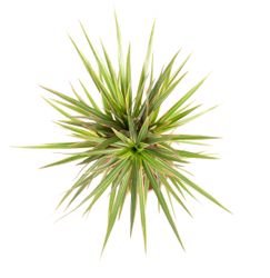 DracaenaBicolor--3--Dracaena-marginata-Bicolor--im-17cm-Topf--Drachenbaum--Hoehe-ca--60cm.jpg DracaenaBicolor--3--Dracaena-marginata-Bicolor--im-17cm-Topf--Drachenbaum--Hoehe-ca--60cm.jpg