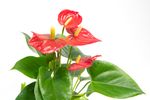 Anthurium-andrRED2--2--Anthurium-andreanum--im-12cm-Topf--Flamingoblume-Rot--Hoehe-ca--35cm.jpg