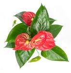 Anthurium-andrRED2--3--Anthurium-andreanum--im-12cm-Topf--Flamingoblume-Rot--Hoehe-ca--35cm.jpg