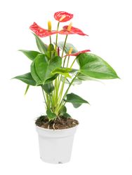 Anthurium-andrRED2--1--Anthurium-andreanum--im-12cm-Topf--Flamingoblume-Rot--Hoehe-ca--35cm.jpg Anthurium-andrRED2--1--Anthurium-andreanum--im-12cm-Topf--Flamingoblume-Rot--Hoehe-ca--35cm.jpg