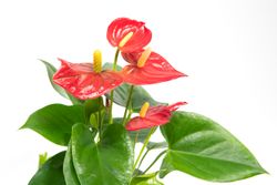 Anthurium-andrRED2--2--Anthurium-andreanum--im-12cm-Topf--Flamingoblume-Rot--Hoehe-ca--35cm.jpg Anthurium-andrRED2--2--Anthurium-andreanum--im-12cm-Topf--Flamingoblume-Rot--Hoehe-ca--35cm.jpg