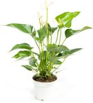 Anthurium-andrWHITE--1--Anthurium-andreanum--im-12cm-Topf---Grosse-Flamingoblume-weiss--Hoehe-ca--35cm.jpg