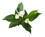Anthurium-andrWHITE--3--Anthurium-andreanum--im-12cm-Topf---Grosse-Flamingoblume-weiss--Hoehe-ca--35cm.jpg