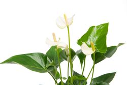 Anthurium-andrWHITE--2--Anthurium-andreanum--im-12cm-Topf---Grosse-Flamingoblume-weiss--Hoehe-ca--35cm.jpg Anthurium-andrWHITE--2--Anthurium-andreanum--im-12cm-Topf---Grosse-Flamingoblume-weiss--Hoehe-ca--35cm.jpg