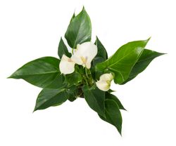 Anthurium-andrWHITE--3--Anthurium-andreanum--im-12cm-Topf---Grosse-Flamingoblume-weiss--Hoehe-ca--35cm.jpg Anthurium-andrWHITE--3--Anthurium-andreanum--im-12cm-Topf---Grosse-Flamingoblume-weiss--Hoehe-ca--35cm.jpg