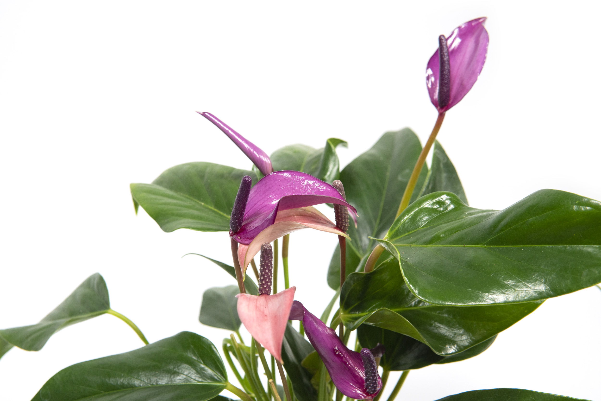 anthurium zizou pflege Anthurium main image 0
