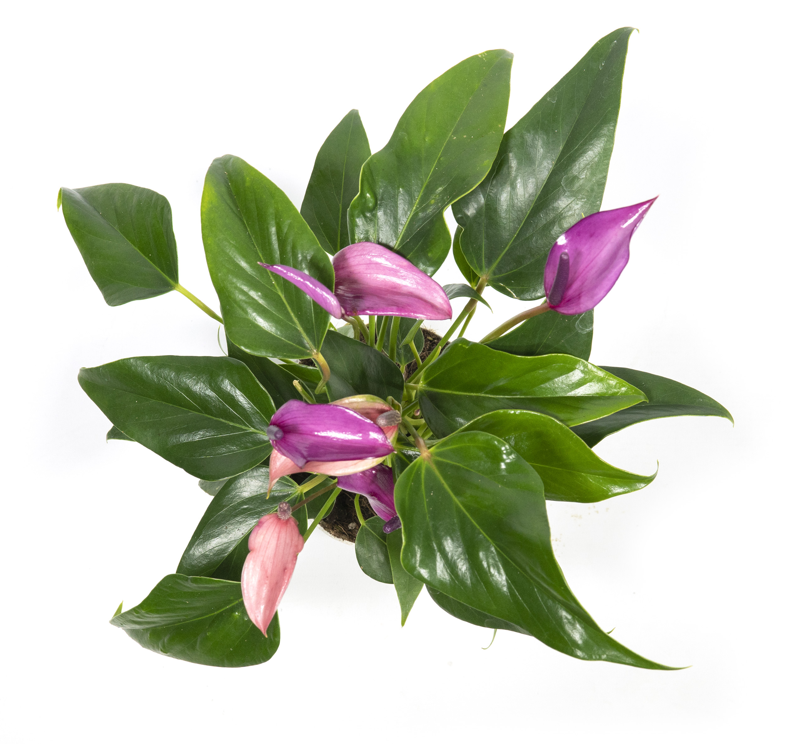 anthurium brownii Anthurium brownii 5 main image 0