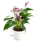 Anthurium-andrPURPLE--1--Anthurium-andreanum--im-12cm-Topf---Grosse-Flamingoblume-lila--Hoehe-ca--35cm.jpg