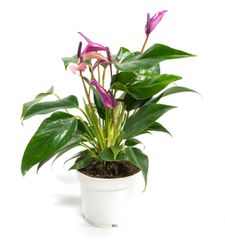 Anthurium-andrPURPLE--1--Anthurium-andreanum--im-12cm-Topf---Grosse-Flamingoblume-lila--Hoehe-ca--35cm.jpg Anthurium-andrPURPLE--1--Anthurium-andreanum--im-12cm-Topf---Grosse-Flamingoblume-lila--Hoehe-ca--35cm.jpg