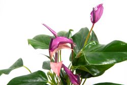 Anthurium-andrPURPLE--2--Anthurium-andreanum--im-12cm-Topf---Grosse-Flamingoblume-lila--Hoehe-ca--35cm.jpg Anthurium-andrPURPLE--2--Anthurium-andreanum--im-12cm-Topf---Grosse-Flamingoblume-lila--Hoehe-ca--35cm.jpg
