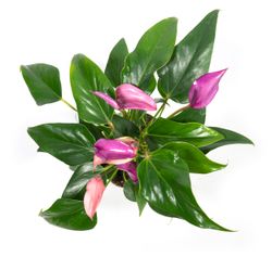 Anthurium-andrPURPLE--3--Anthurium-andreanum--im-12cm-Topf---Grosse-Flamingoblume-lila--Hoehe-ca--35cm.jpg Anthurium-andrPURPLE--3--Anthurium-andreanum--im-12cm-Topf---Grosse-Flamingoblume-lila--Hoehe-ca--35cm.jpg