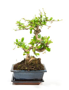 Bonsai Carmona microphylla S-Form, im 8x15cm Keramiktopf, Fukientee, Höhe ca. 20cm