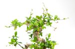 BonsaiCarmonaS-form--2--Bonsai-Carmona-microphylla--S-Form--im-Keramiktopf--8x15cm--Hoehe-ca--20cm.jpg