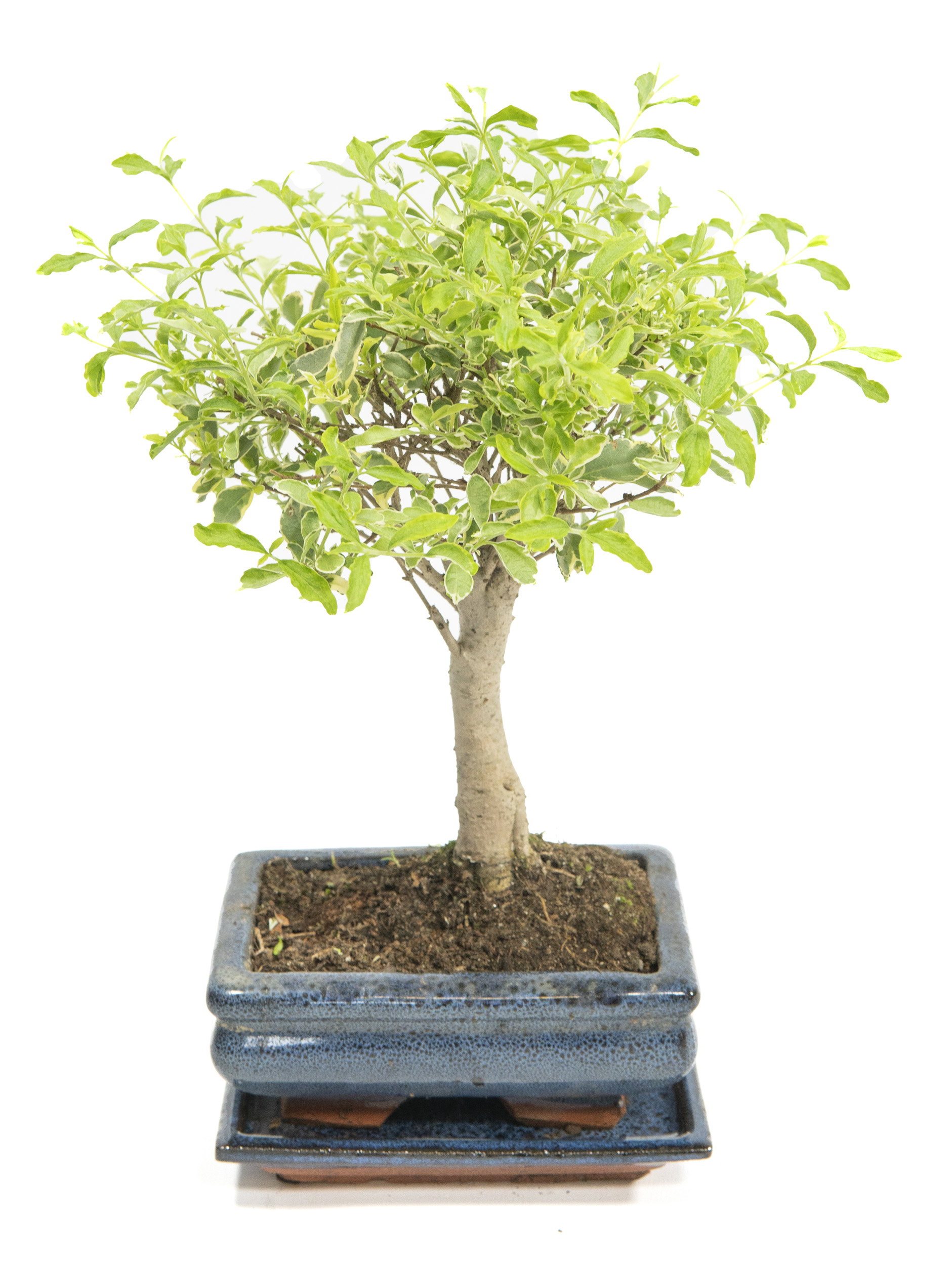 philodendron aurea Philodendron warszewiczii 'Flavum' ('Aurea') – XS Baby (Plug Size) main image 0