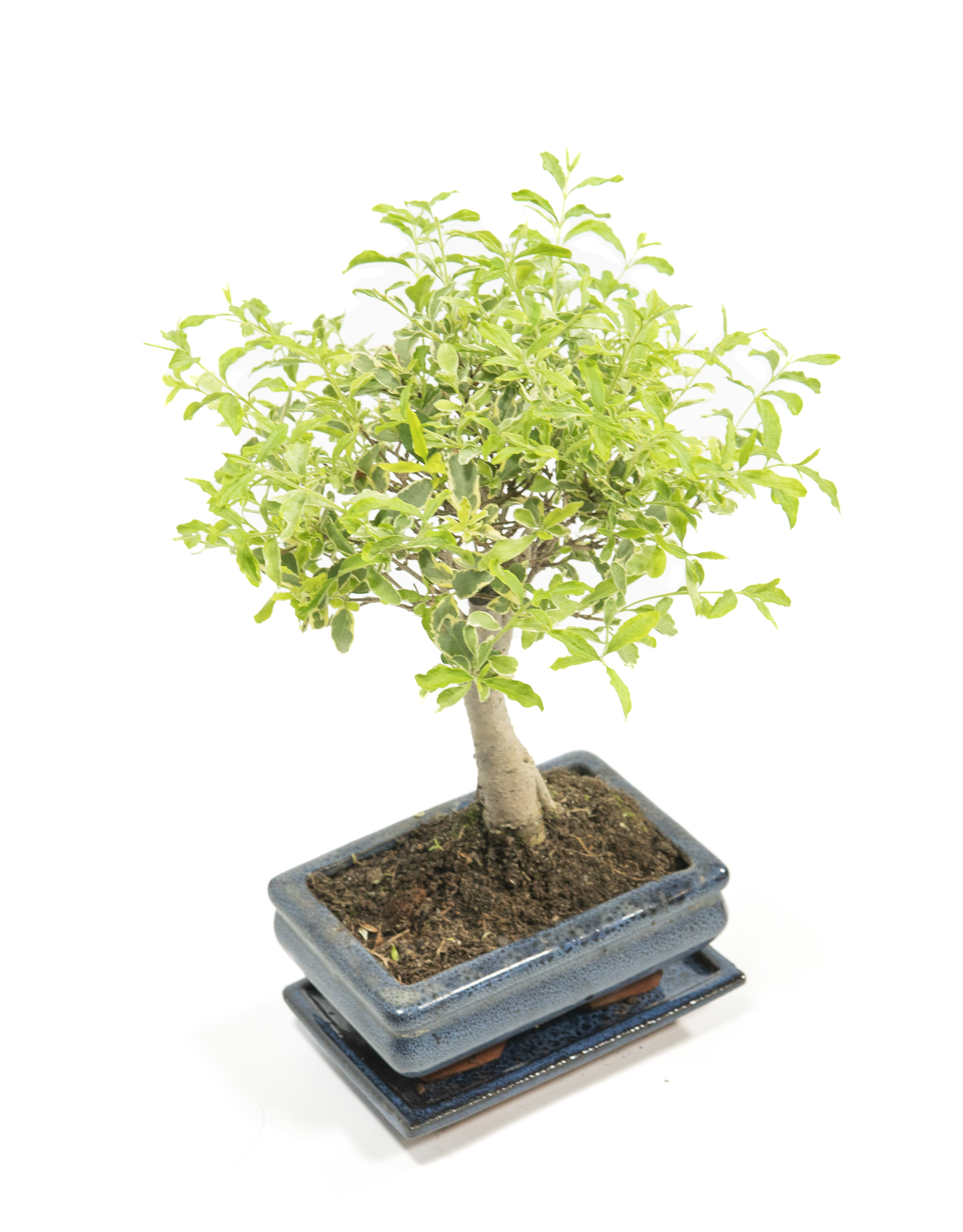 philodendron paraiso verde vergrünt PHILODENDRON PARAISO VERDE online kaufen bei potflourri
