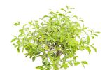 BonsaiLiguster-buntlaubig--2--Bonsai-Ligustrum-buntlaubig--im-Keramiktopf--8x15cm--Chinesischer-Liguster--Hoehe-ca--20cm.jpg