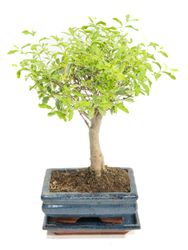 BonsaiLiguster-buntlaubig--1--Bonsai-Ligustrum-buntlaubig--im-Keramiktopf--8x15cm--Chinesischer-Liguster--Hoehe-ca--20cm.jpg BonsaiLiguster-buntlaubig--1--Bonsai-Ligustrum-buntlaubig--im-Keramiktopf--8x15cm--Chinesischer-Liguster--Hoehe-ca--20cm.jpg