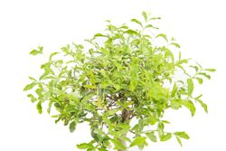 BonsaiLiguster-buntlaubig--2--Bonsai-Ligustrum-buntlaubig--im-Keramiktopf--8x15cm--Chinesischer-Liguster--Hoehe-ca--20cm.jpg BonsaiLiguster-buntlaubig--2--Bonsai-Ligustrum-buntlaubig--im-Keramiktopf--8x15cm--Chinesischer-Liguster--Hoehe-ca--20cm.jpg