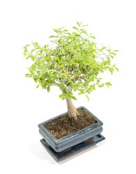BonsaiLiguster-buntlaubig--3--Bonsai-Ligustrum-buntlaubig--im-Keramiktopf--8x15cm--Chinesischer-Liguster--Hoehe-ca--20cm.jpg BonsaiLiguster-buntlaubig--3--Bonsai-Ligustrum-buntlaubig--im-Keramiktopf--8x15cm--Chinesischer-Liguster--Hoehe-ca--20cm.jpg
